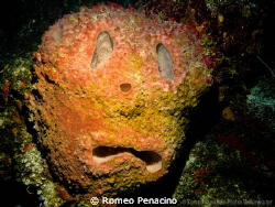 Sad face sponge by the wall in Northside of Cayman by Romeo Penacino 